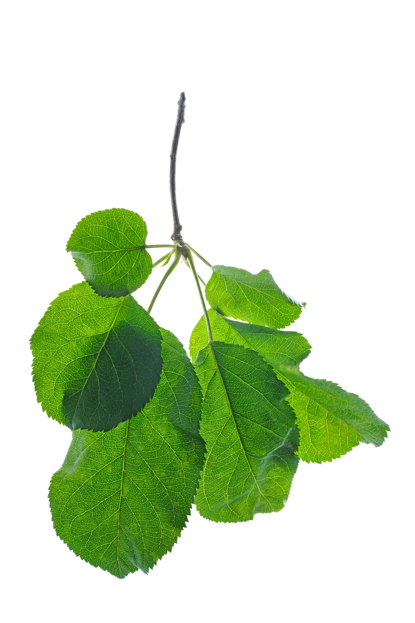 Apple branch with leaves and young acorns