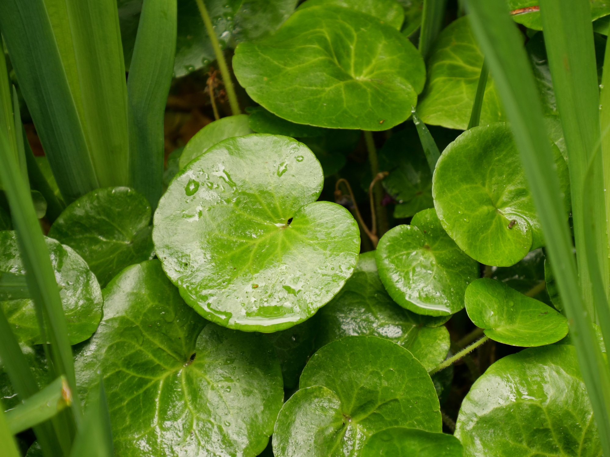Closeup shot of wild ginger leaves