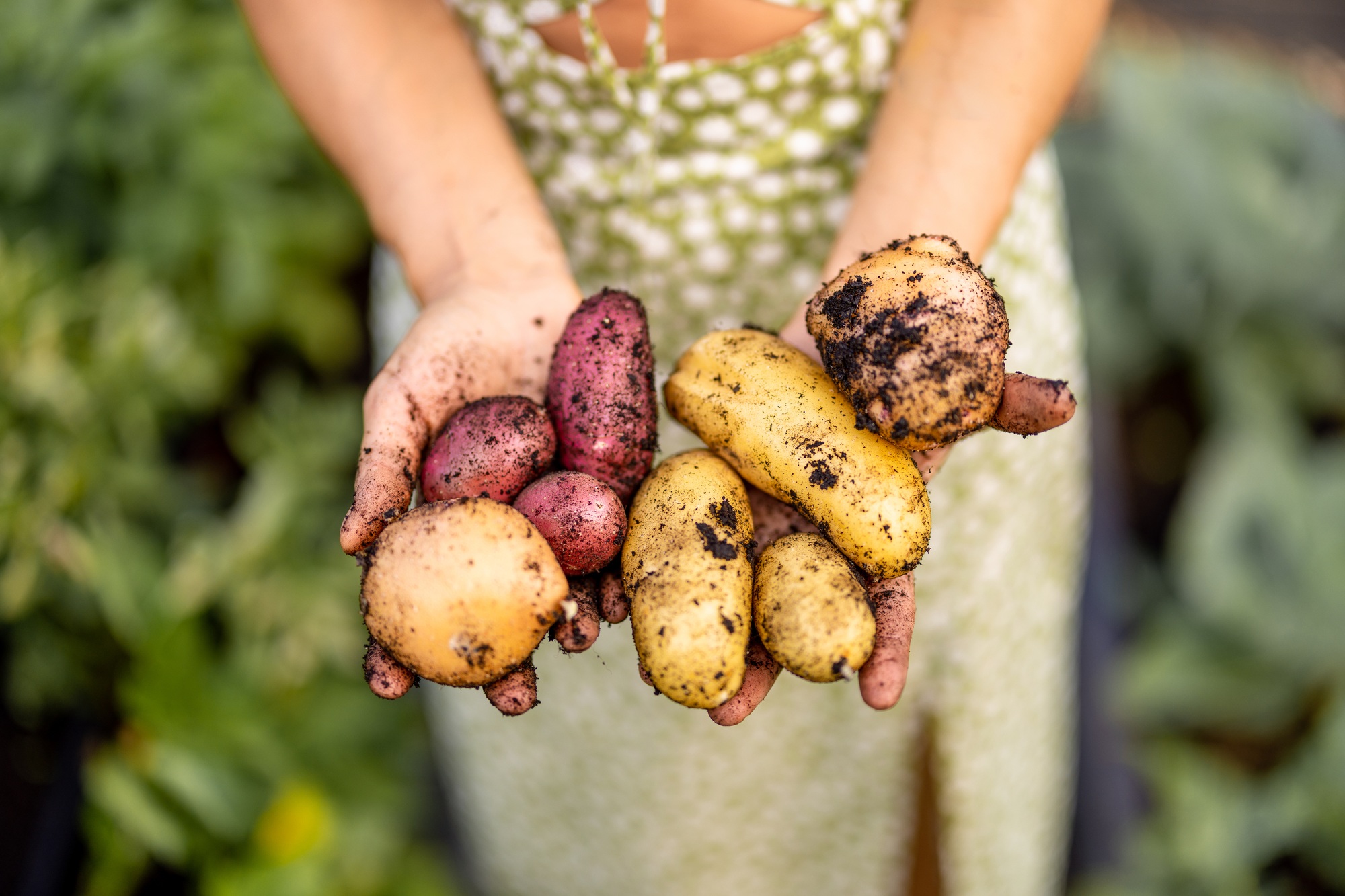 Fresh Organic Potatoes in Hands