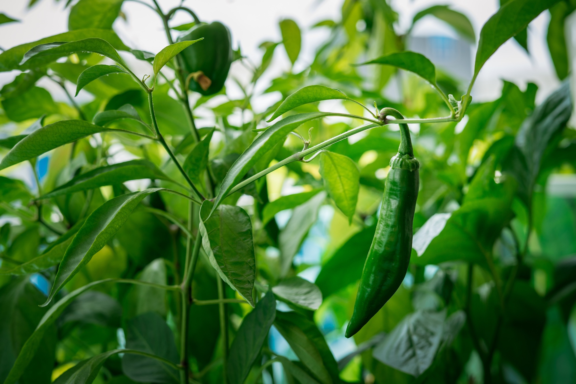 Green chillies hanging from the tree.