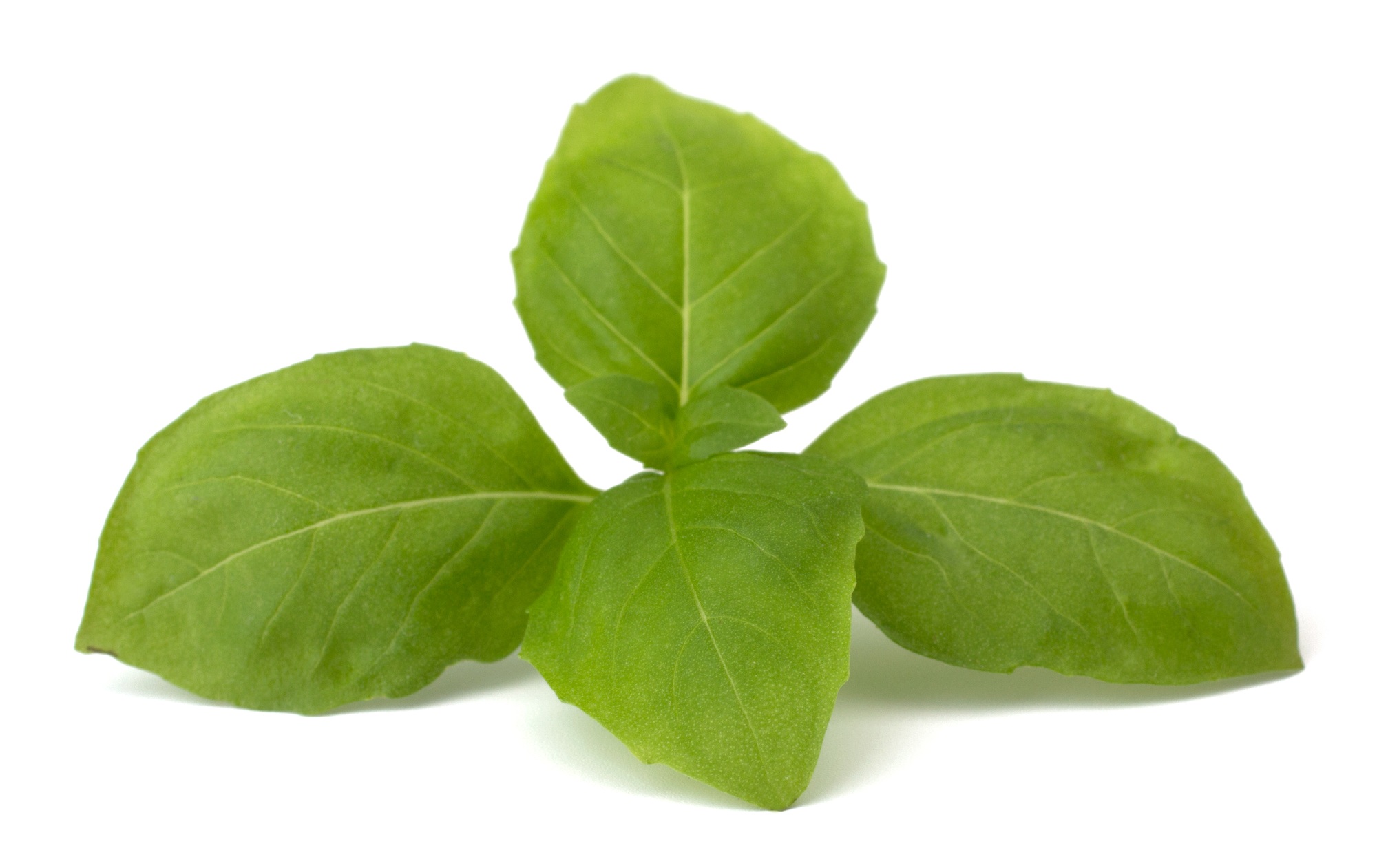 Sweet basil leaves isolated on white background