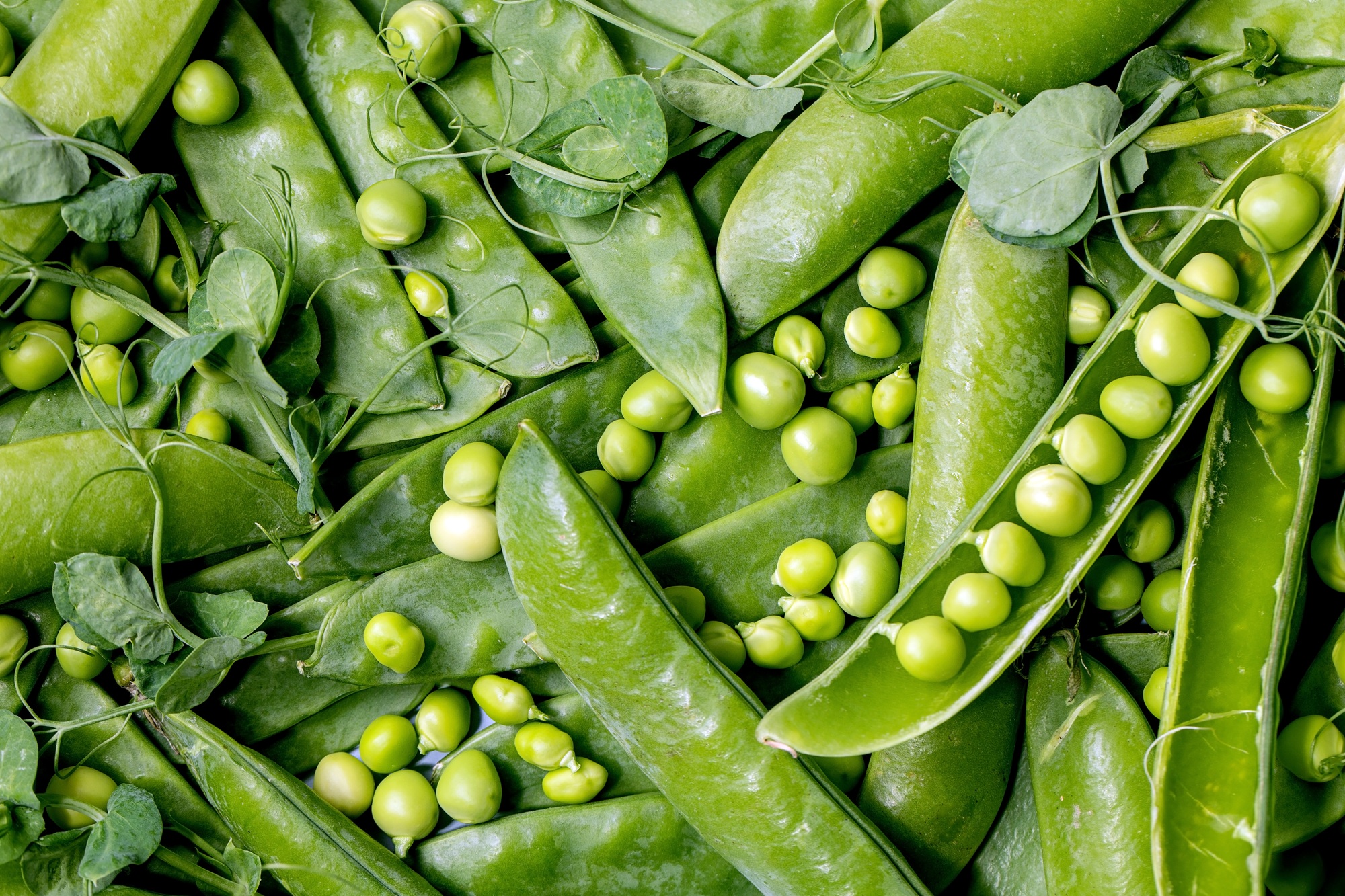 Young green pea